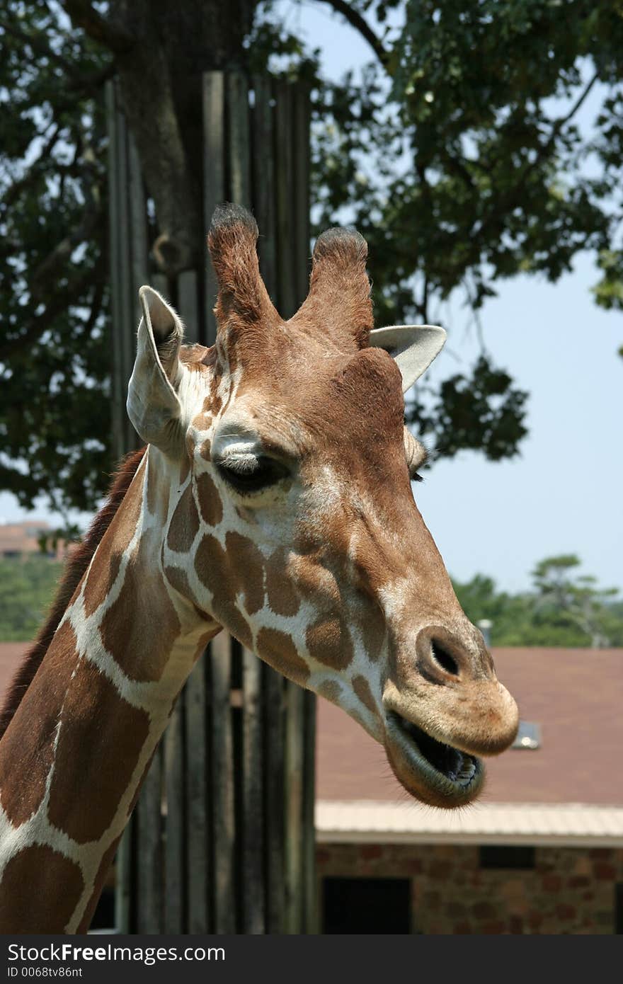 Closeup of a giraffe head