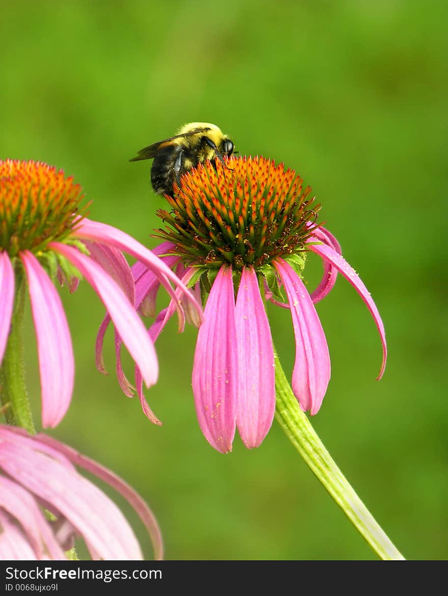 Bumblees seem to like the flowers that grow in my yard.