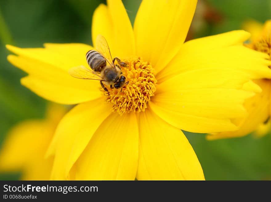 Bee on yellow flower