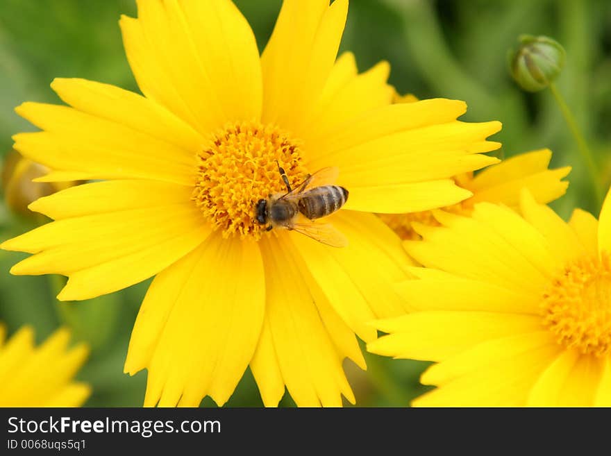 Bee on yellow flower