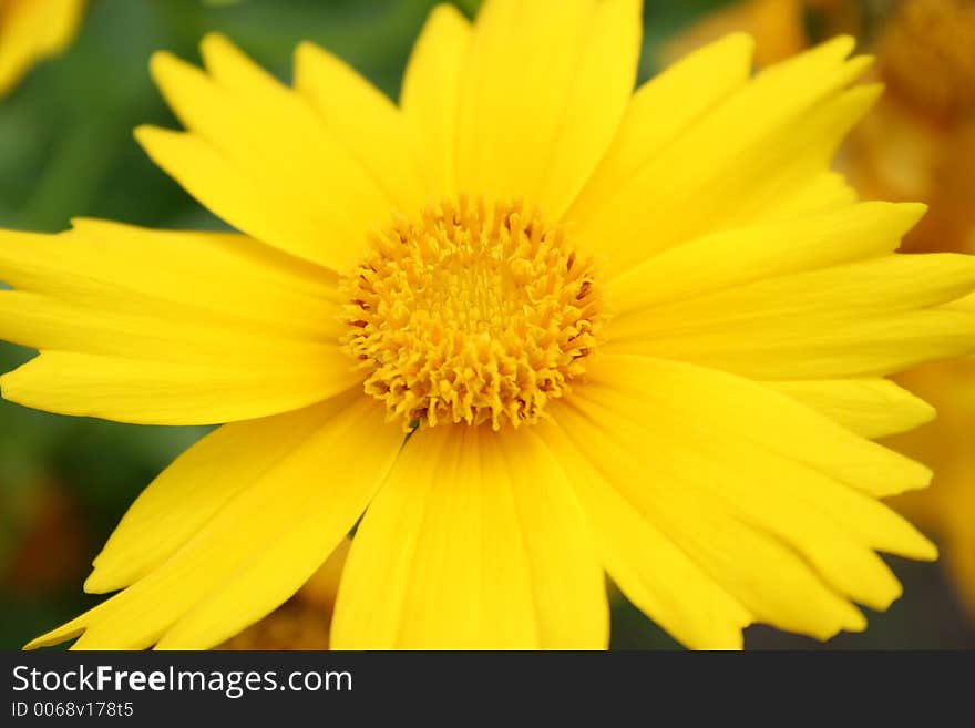 Yellow flower