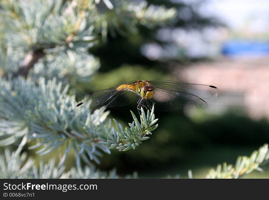 Dragon fly eat silver cedar in closeup