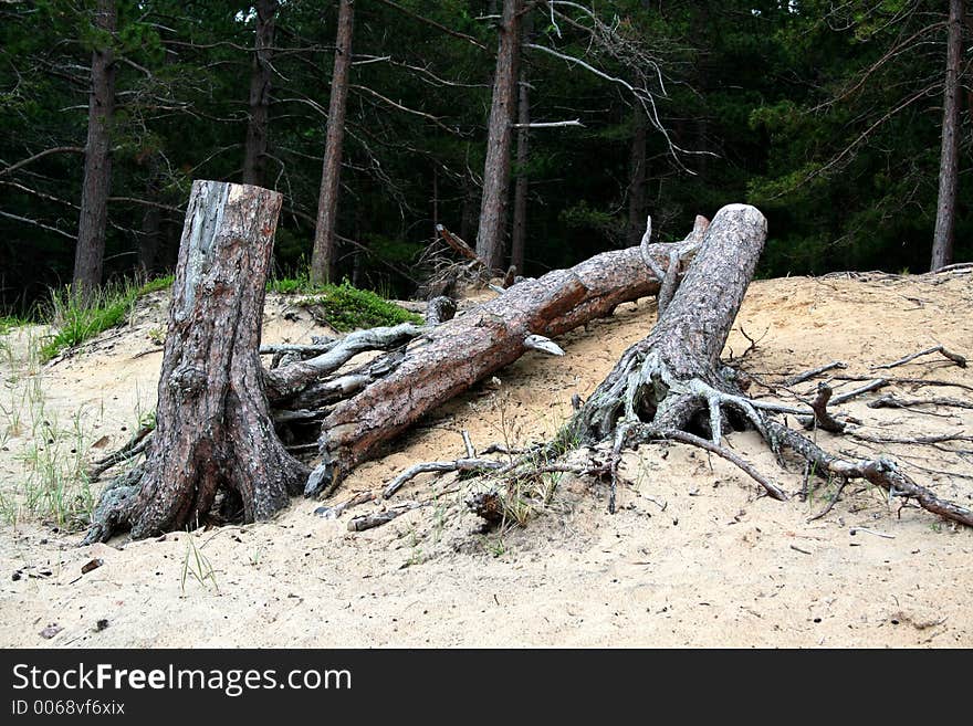 Woods on Lake superior shore