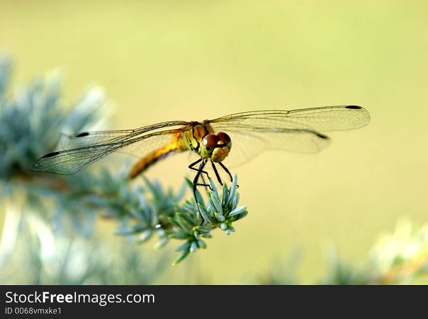 Dragon fly eat silver cedar in closeup