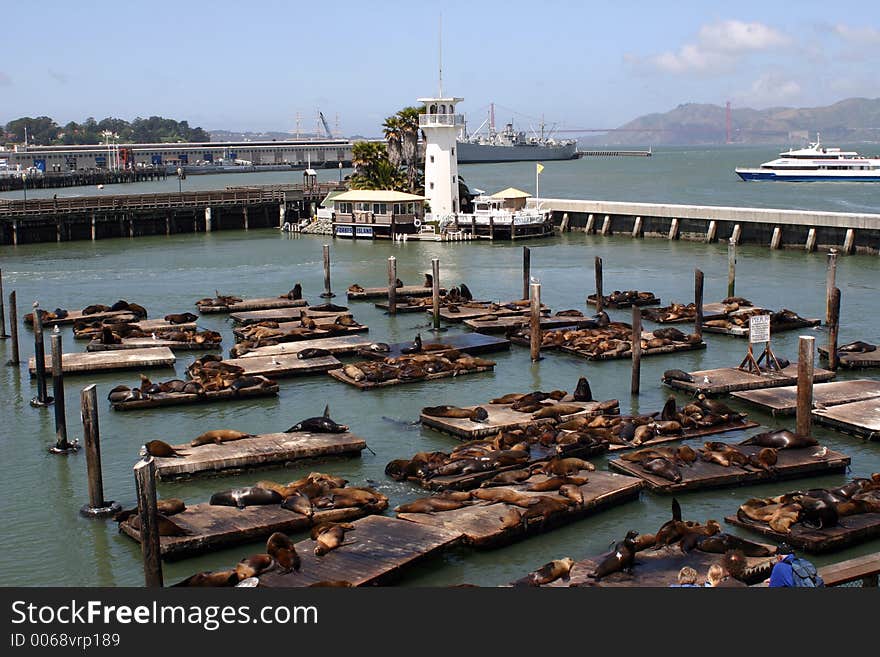 Seals lazing in San Fransisco bay. Seals lazing in San Fransisco bay