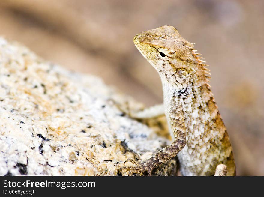 Koh Samui Lizard