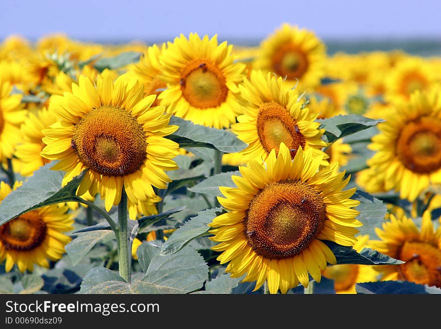 A field of sunflowers