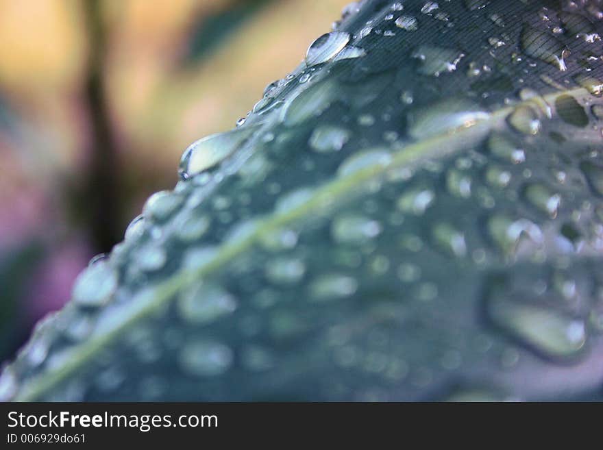 Plant leaf variations of dew drops. Plant leaf variations of dew drops