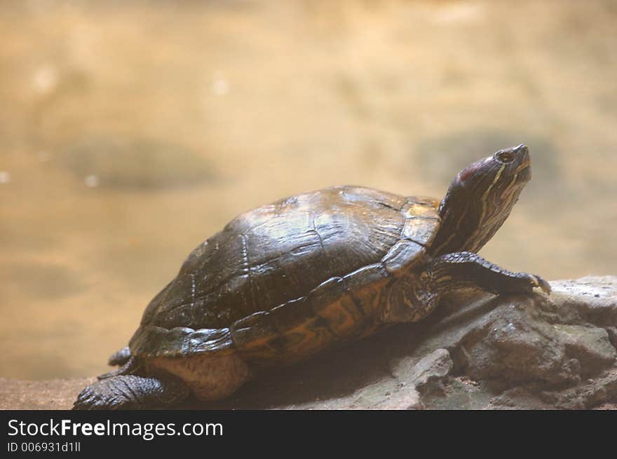 Red eared turtles - pseudemys scripta elegans.