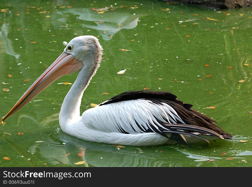 Black goose (cygnus atramus) floating on green pool. Black goose (cygnus atramus) floating on green pool.