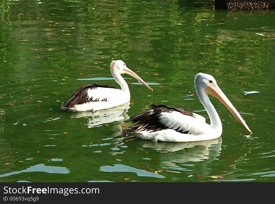 Two black geese (cygnus atramus) floating on green pool. Two black geese (cygnus atramus) floating on green pool.