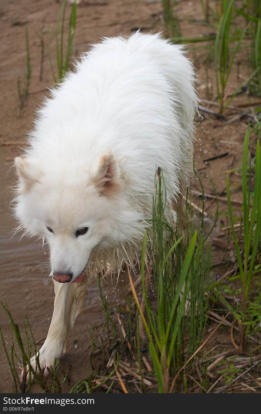 Samoed's dog cross the river