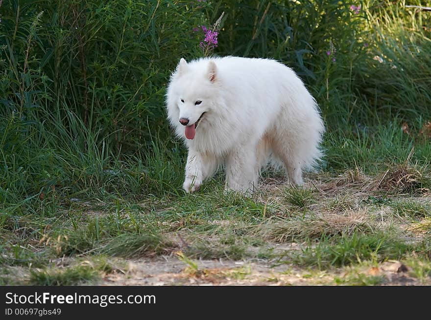 Samoed's dog in forest