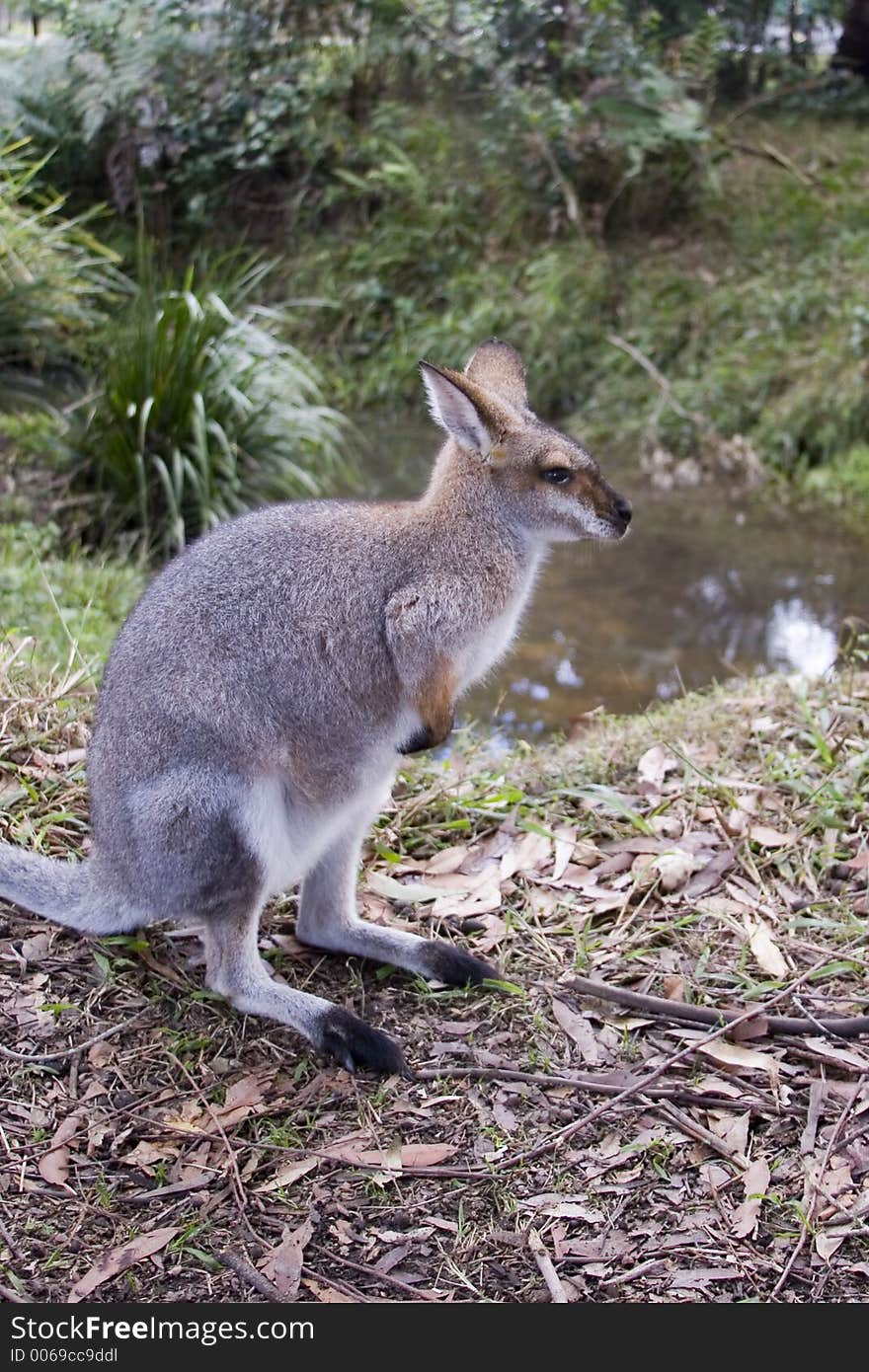 A kangaroo side-on at Australia Zoo on the Sunshine Coast in Queensland Australia. A kangaroo side-on at Australia Zoo on the Sunshine Coast in Queensland Australia.