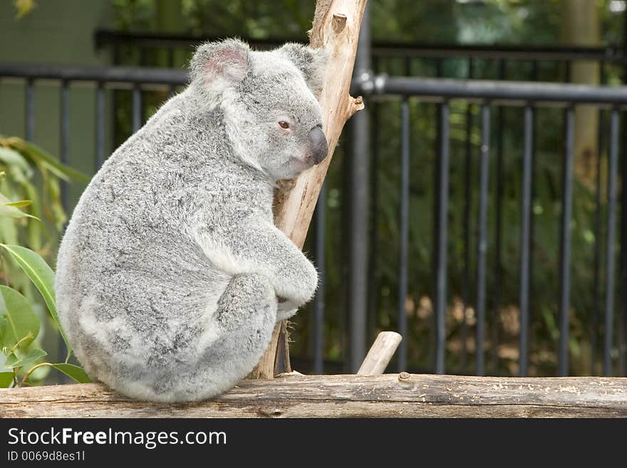 A side view of a koala bear at Australia ZooK. A side view of a koala bear at Australia ZooK