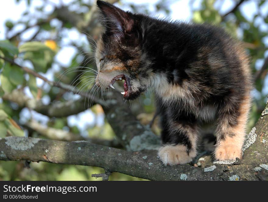 Skewbald kitten on apple-tree. Skewbald kitten on apple-tree