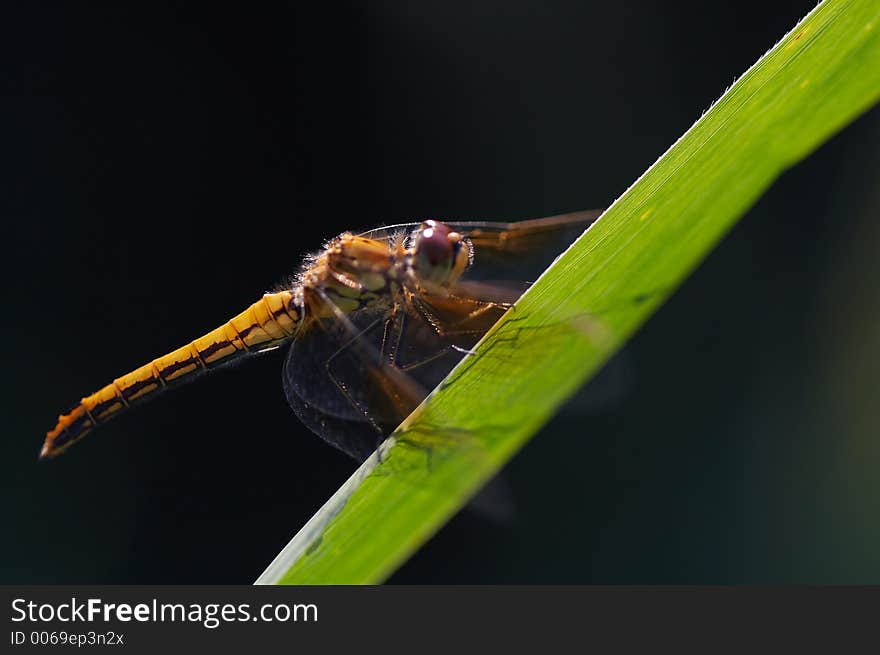 Dragonfly on blade