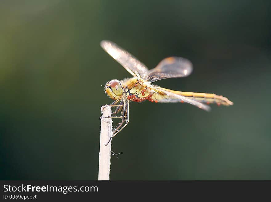 Dragonfly on blade