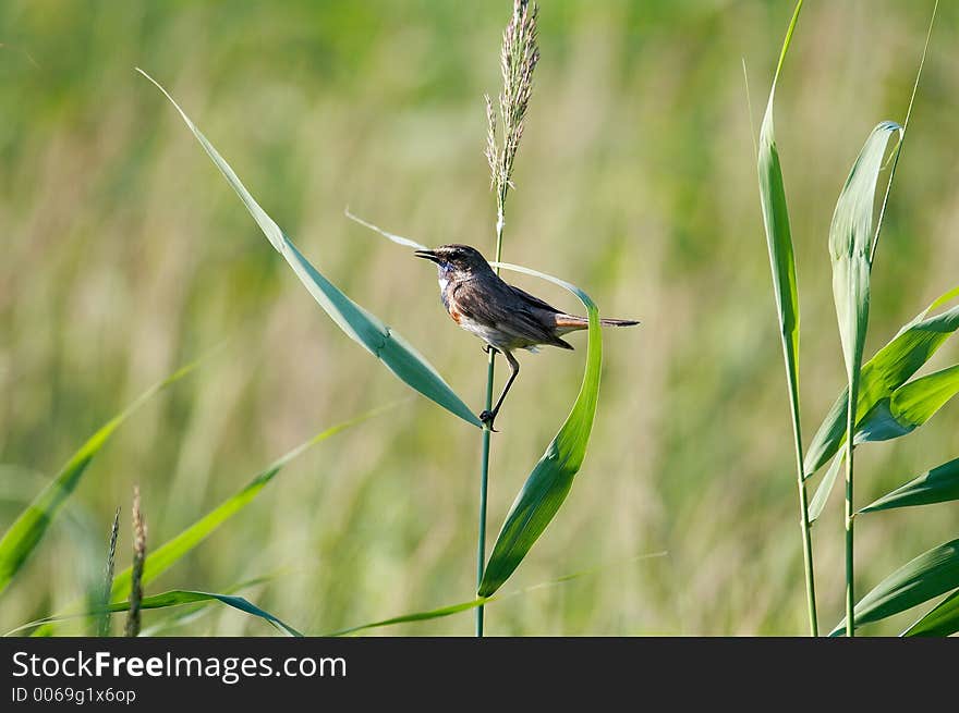 Bluethroat