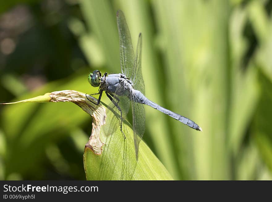 Dragonfly on leaf. Dragonfly on leaf