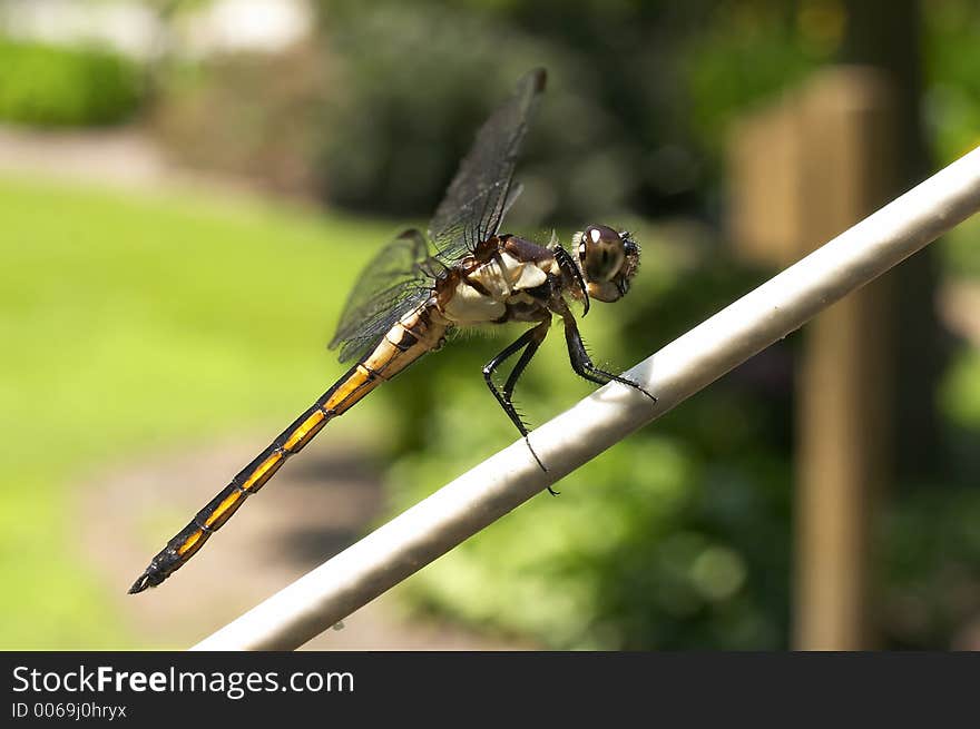 Dragonfly sitting. Dragonfly sitting