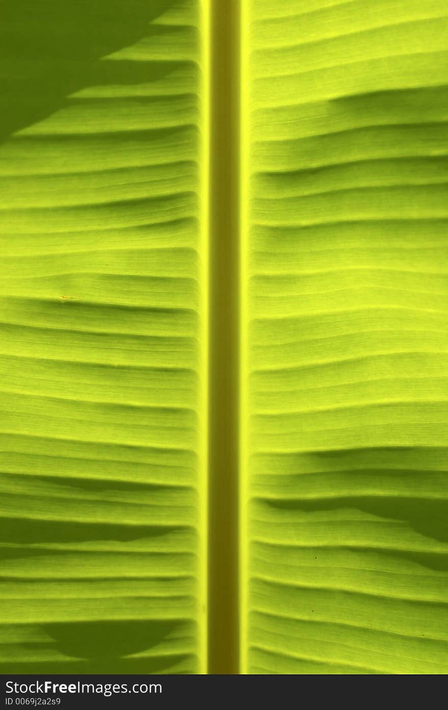 Palm leaf macro. Palm leaf macro