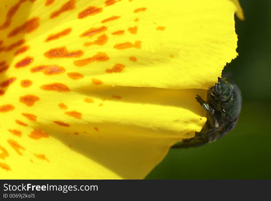 Bug eating flower. Bug eating flower