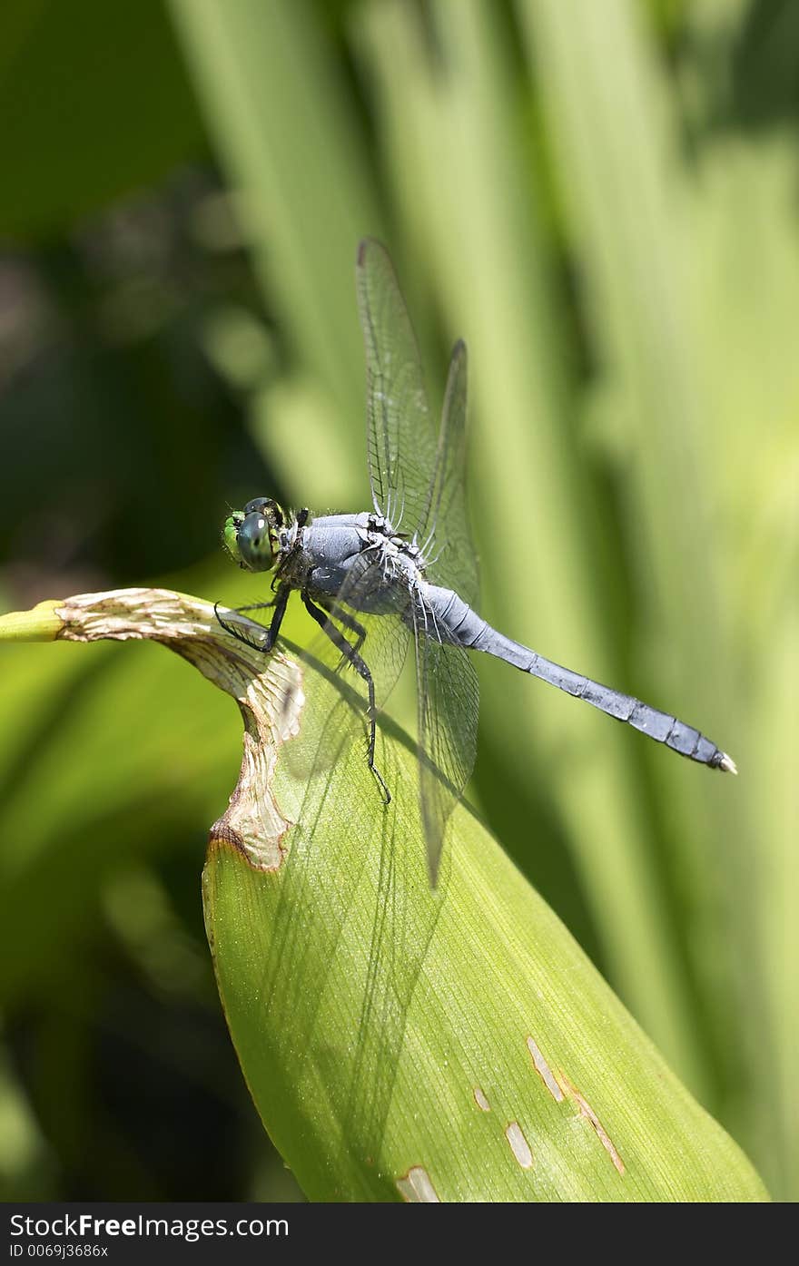 Dragonfly on green leaf