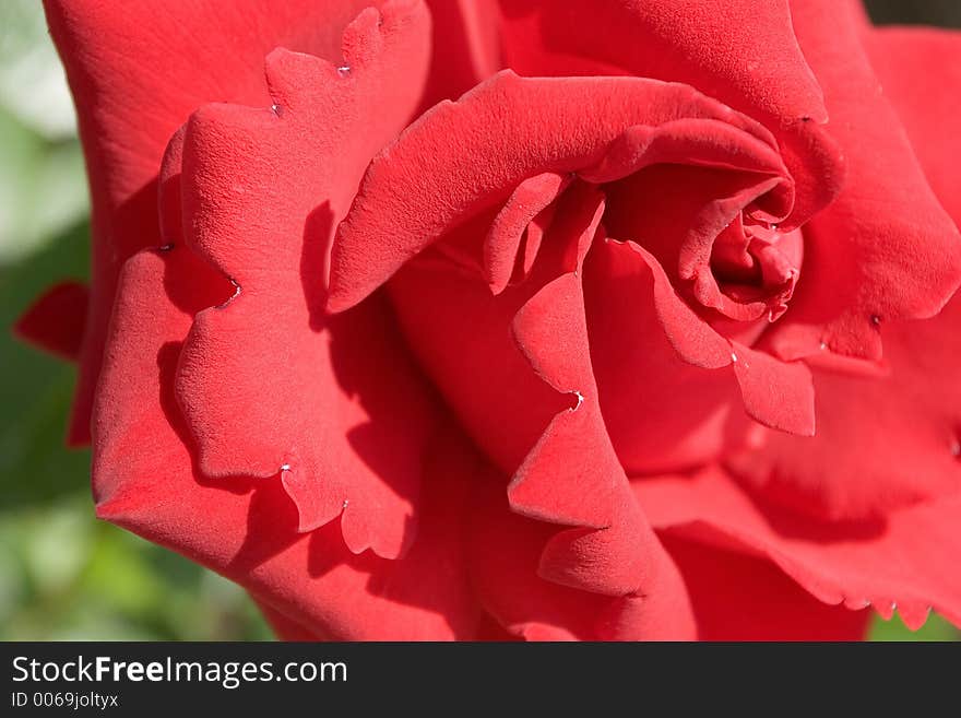 Red rose - close up. Red rose - close up