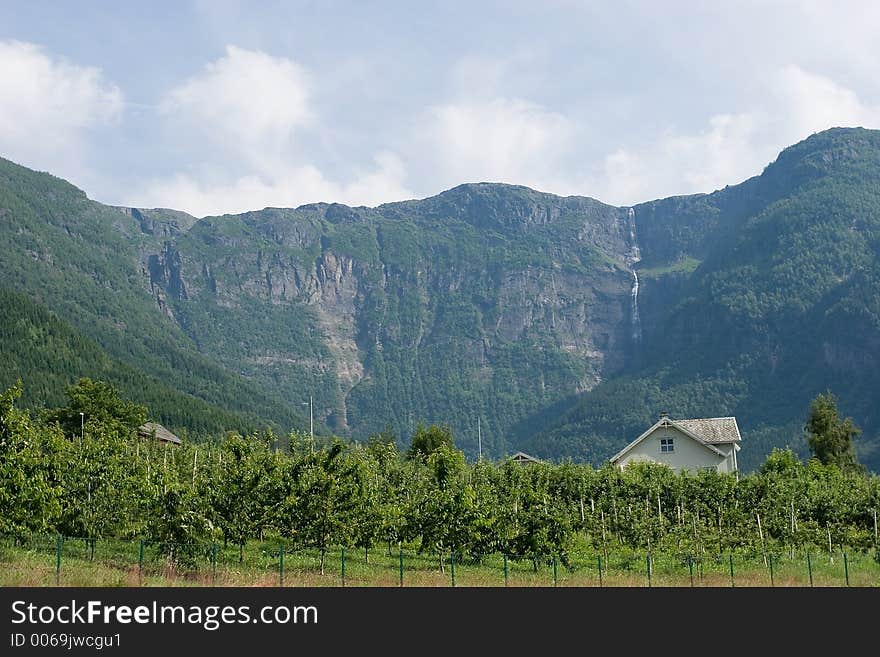 Apple farm in Hardanger, Norway