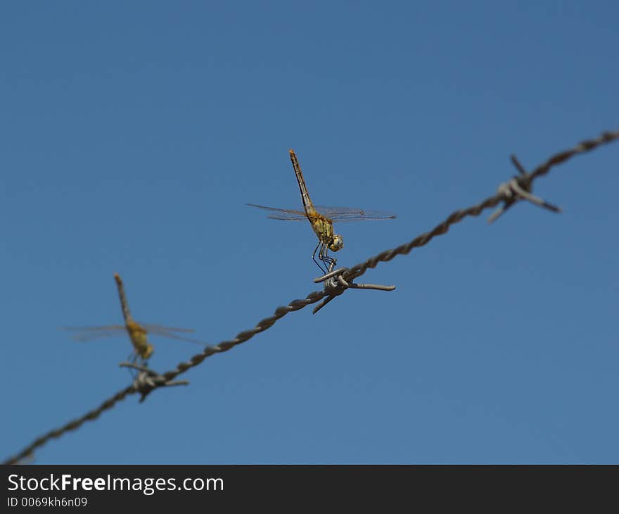 Two Dragonflies On Wire