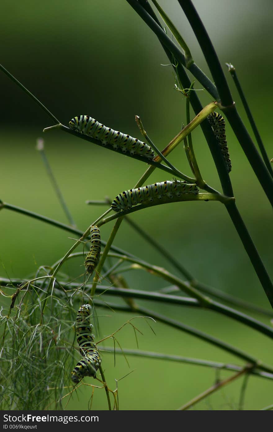 Caterpillars