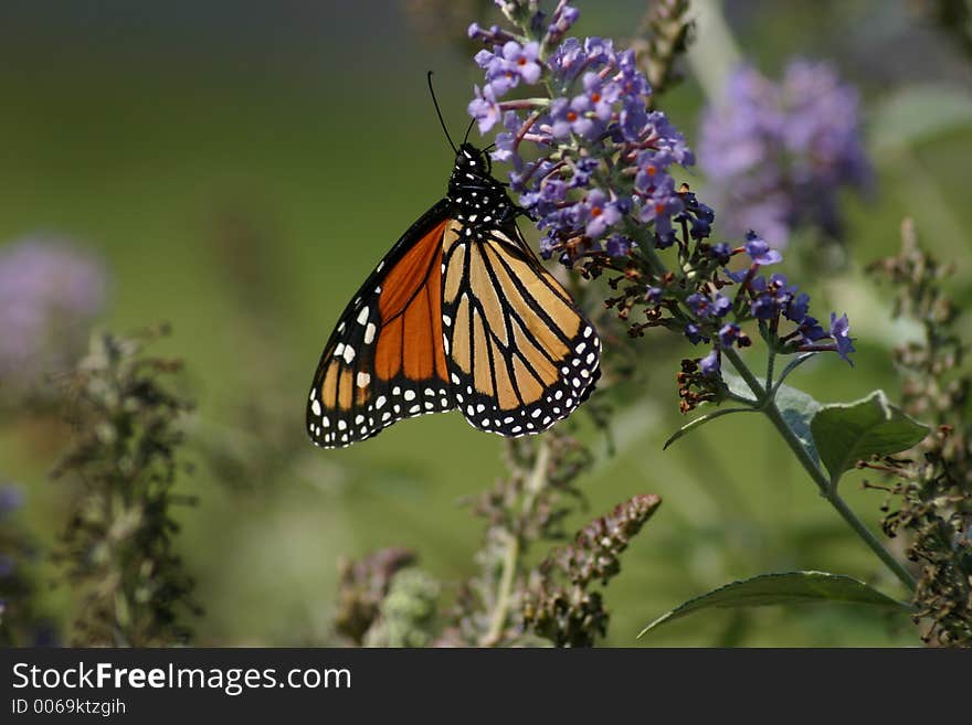 Monarch Butterfly