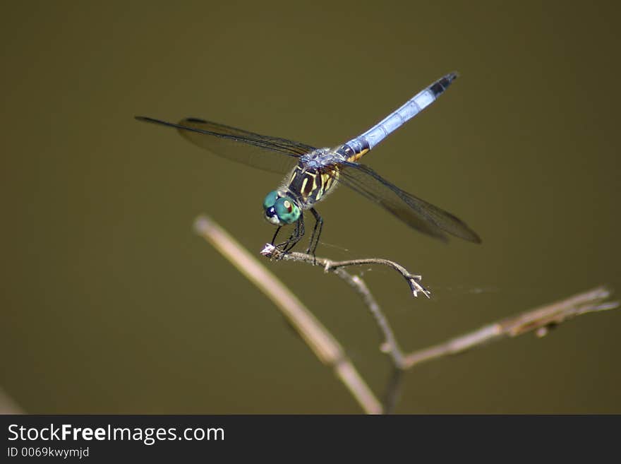 Dragonfly on perch