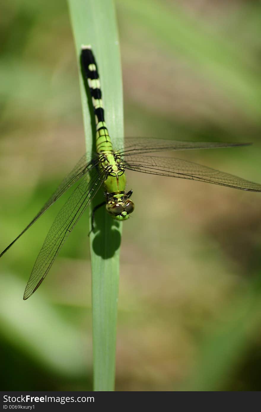 Dragonfly on perch