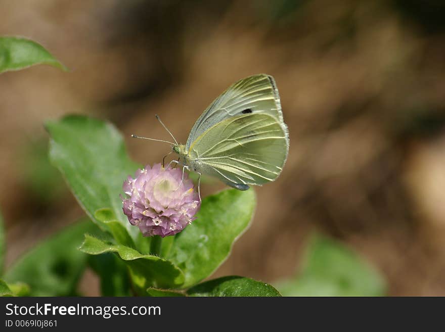 Butterfly