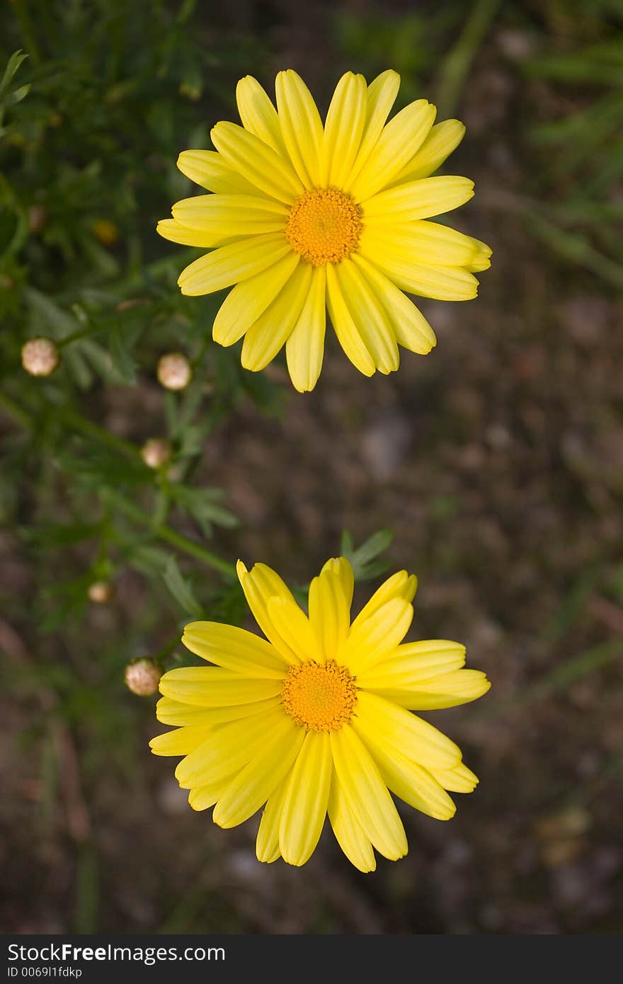 Two yellow flowers