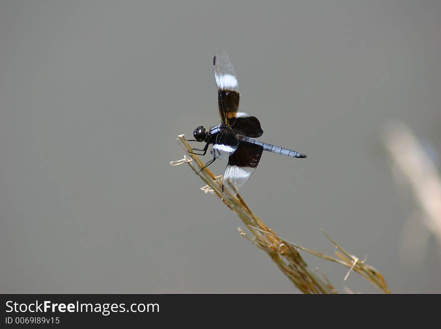 Dragonfly on perch