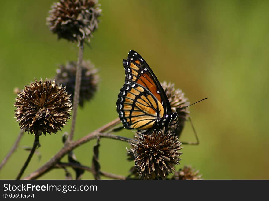 Butterfly perch