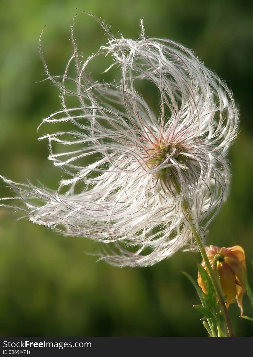 Dandelion & wind.