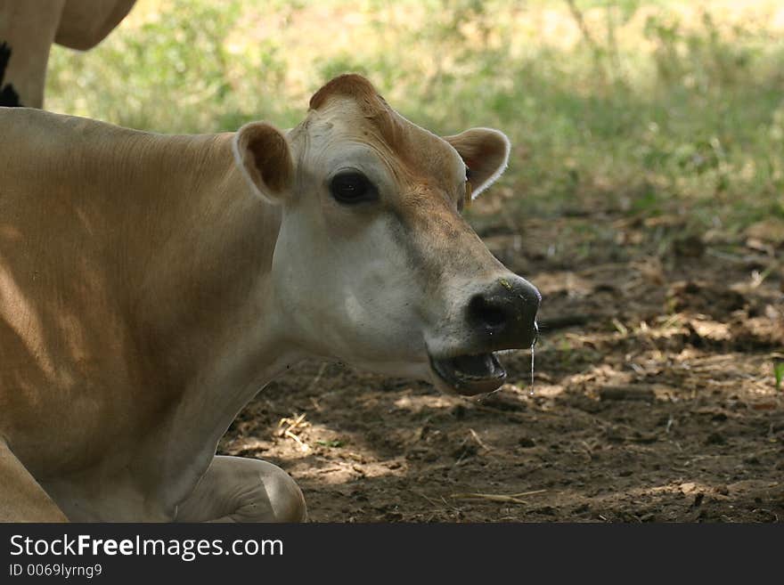 Cow posing