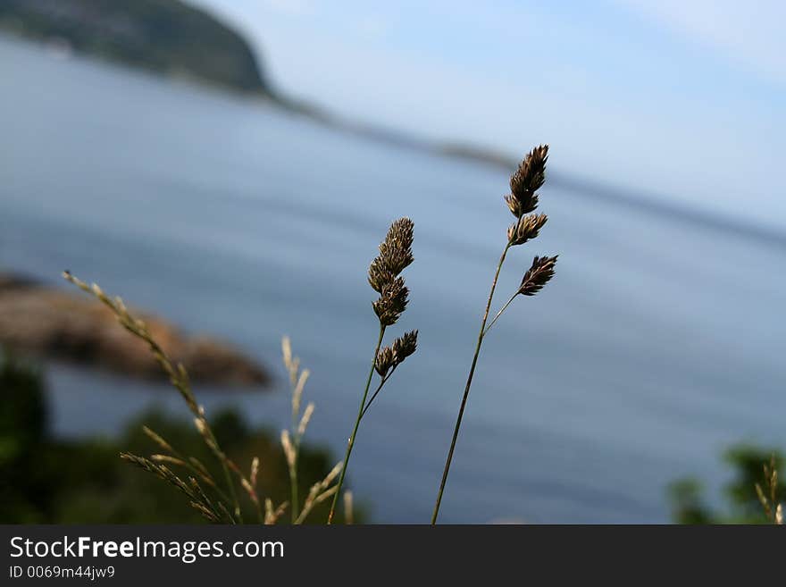 Two straws with the sea blurred in the background. Two straws with the sea blurred in the background