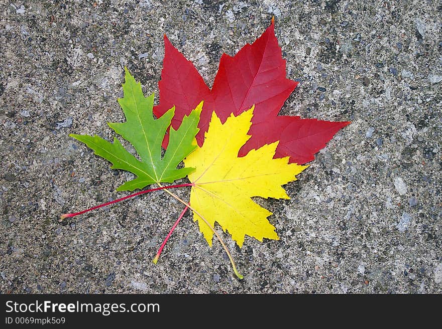 Red, Yellow, and Green Maple Leaves