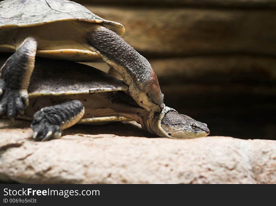 Snapping turtles in love