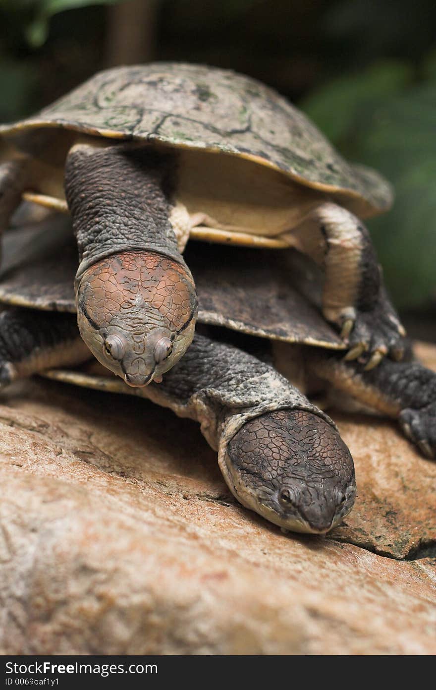 Snapping turtles in love