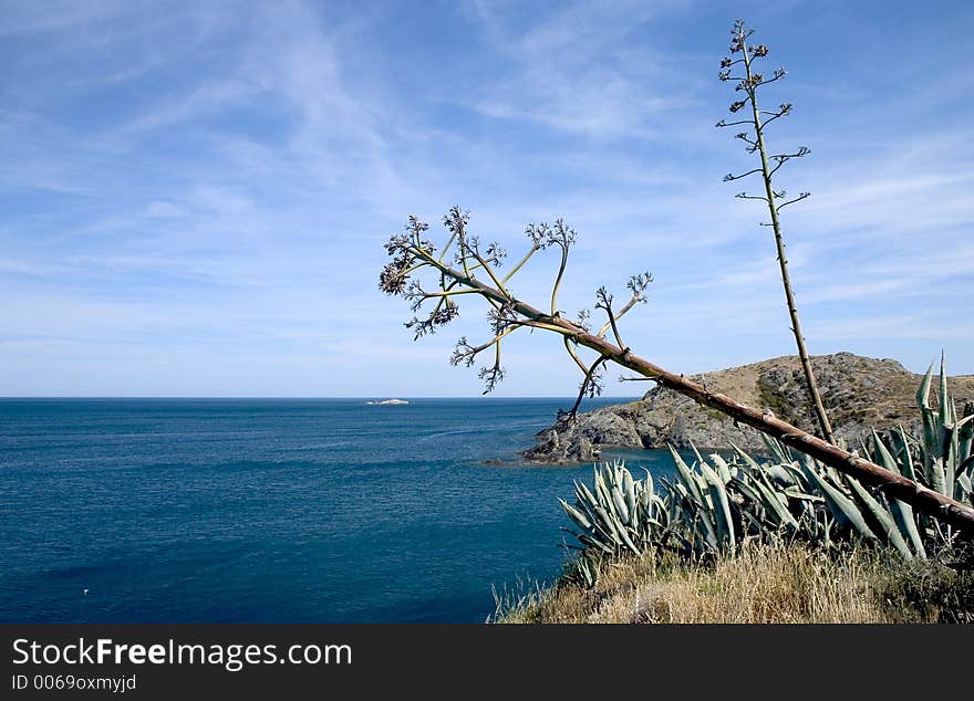 Agave americana in Cap de Creus (The most eastern point of the Iberian Peninsula), Costa Brava, Catalonia, Spain. Agave americana in Cap de Creus (The most eastern point of the Iberian Peninsula), Costa Brava, Catalonia, Spain.