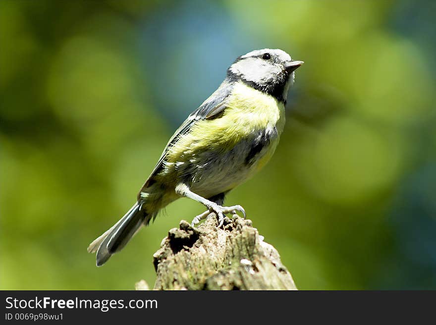 A blue tit sat on a branch