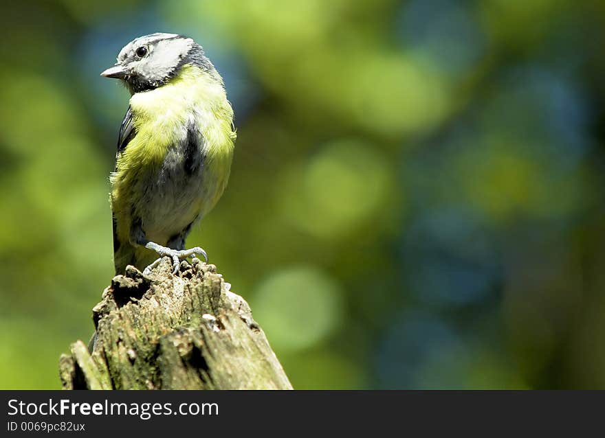 A blue tit sat on a branch