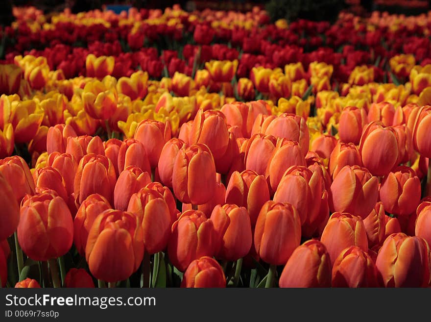 Pink, yellow and red tulips