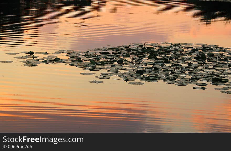 Evening pond with water-lily leaves